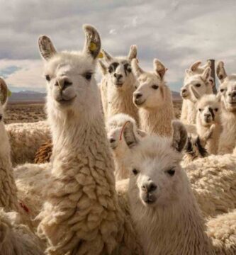 Según científicos, la sangre de una Llama podría frenar el nuevo Coronavirus Según científicos, la sangre de una Llama podría frenar el nuevo Coronavirus